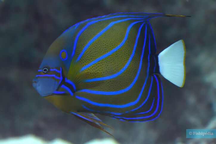 Protection of seas and oceans, 🐋Protection of seas and oceans, Angel Fish, fish from thailand with the Asian Diving Club Padi/Cmas/Adip 5* IDC Dive Accademy Thailand Diving Pattaya