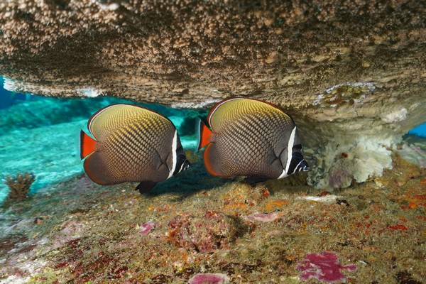 Protection of seas and oceans, 🐋Protection of seas and oceans, Angel Fish, fish from thailand with the Asian Diving Club Padi/Cmas/Adip 5* IDC Dive Accademy Thailand Diving Pattaya