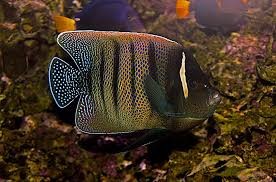 Protection of seas and oceans, 🐋Protection of seas and oceans, Angel Fish, fish from thailand with the Asian Diving Club Padi/Cmas/Adip 5* IDC Dive Accademy Thailand Diving Pattaya