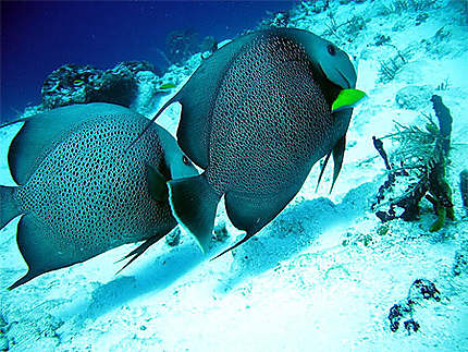 Protection of seas and oceans, 🐋Protection of seas and oceans, Angel Fish, fish from thailand with the Asian Diving Club Padi/Cmas/Adip 5* IDC Dive Accademy Thailand Diving Pattaya