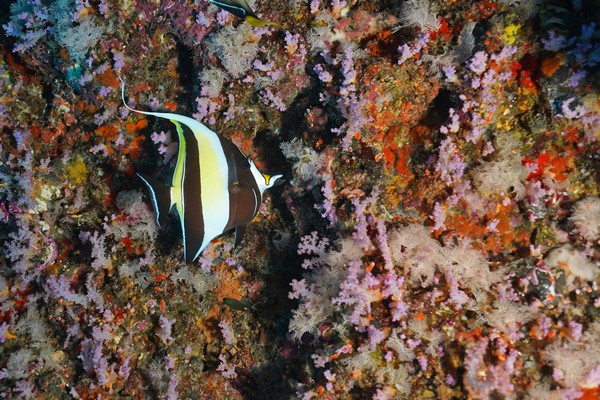 Protection of seas and oceans, 🐋Protection of seas and oceans, Angel Fish, fish from thailand with the Asian Diving Club Padi/Cmas/Adip 5* IDC Dive Accademy Thailand Diving Pattaya Protection of seas and oceans, 🐋Protection of seas and oceans, Angel Fish, fish from thailand with the Asian Diving Club Padi/Cmas/Adip 5* IDC Dive Accademy Thailand Diving Pattaya