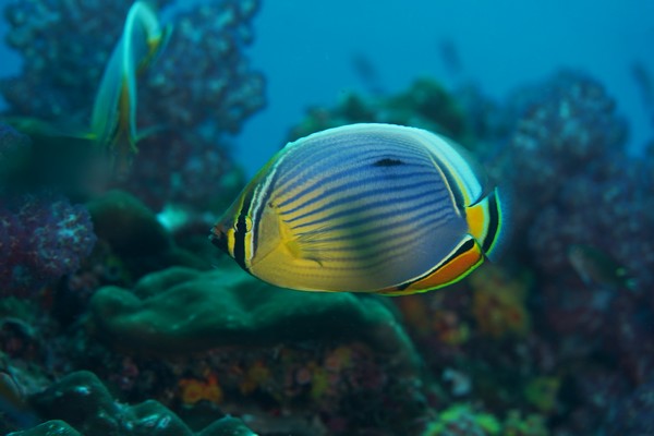 Protection of seas and oceans, 🐋Protection of seas and oceans, Angel Fish, fish from thailand with the Asian Diving Club Padi/Cmas/Adip 5* IDC Dive Accademy Thailand Diving Pattaya