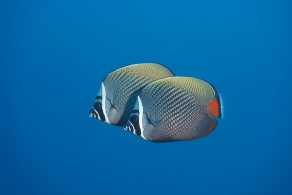 Protection of seas and oceans, 🐋Protection of seas and oceans, Angel Fish, fish from thailand with the Asian Diving Club Padi/Cmas/Adip 5* IDC Dive Accademy Thailand Diving Pattaya