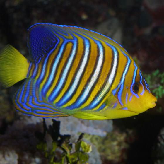 Protection of seas and oceans, 🐋Protection of seas and oceans, Angel Fish, fish from thailand with the Asian Diving Club Padi/Cmas/Adip 5* IDC Dive Accademy Thailand Diving Pattaya