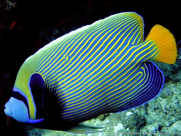 Protection of seas and oceans, 🐋Protection of seas and oceans, Angel Fish, fish from thailand with the Asian Diving Club Padi/Cmas/Adip 5* IDC Dive Accademy Thailand Diving Pattaya Protection of seas and oceans, 🐋Protection of seas and oceans, Angel Fish, fish from thailand with the Asian Diving Club Padi/Cmas/Adip 5* IDC Dive Accademy Thailand Diving Pattaya