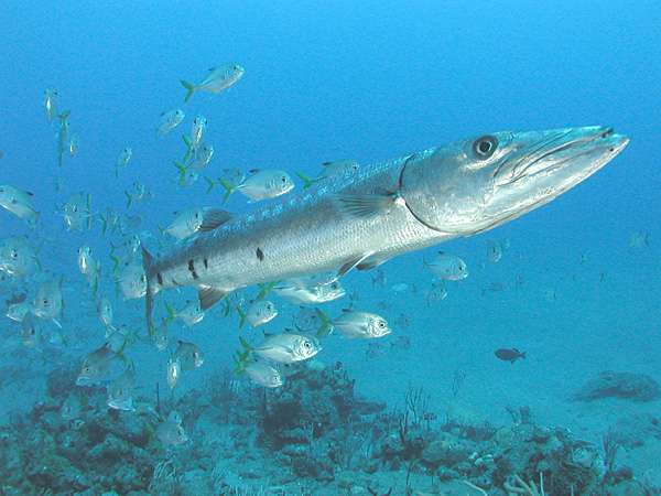 Protection of seas and oceans, Barracuda Protection of seas and oceans, Barracuda