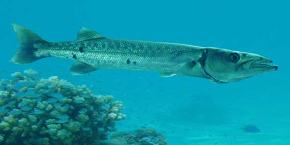Barracudas, fish from thailand, Project AWARE’s Barracudas, fish from thailand, Project AWARE’s