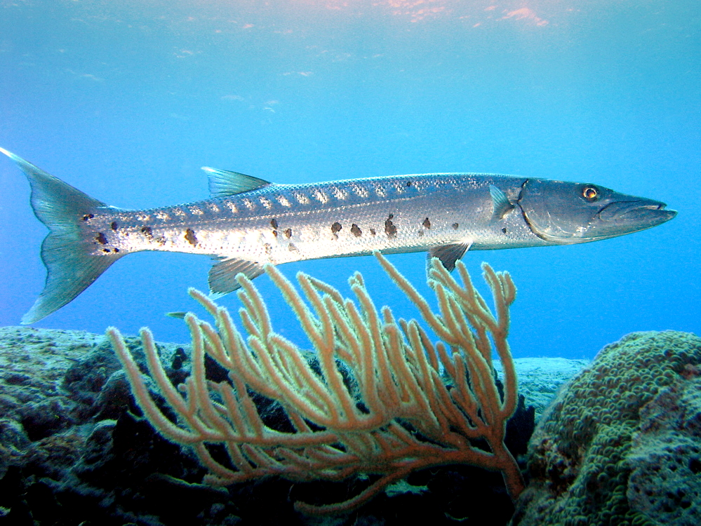Protection of seas and oceans, Barracuda, fish from thailand with the Asian Diving Club Padi/Cmas/Adip 5* IDC Dive Accademy Thailand Diving Pattaya Protection of seas and oceans, Barracuda, fish from thailand with the Asian Diving Club Padi/Cmas/Adip 5* IDC Dive Accademy Thailand Diving Pattaya