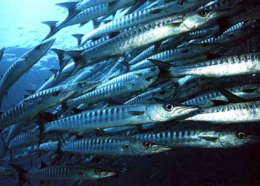 Barracuda fish in Thailand with the Asia Padi/Cmas/Adip 5* IDC thailand diving club Barracuda fish in Thailand with the Asia Padi/Cmas/Adip 5* IDC thailand diving club