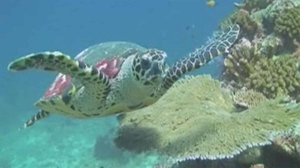 Protection of seas and oceans, turtle, fish from thailand